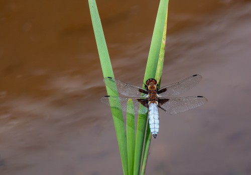 libellula depressa  la libellule deprimee  male