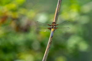 libellula depressa la libellule deprimee male libellula depressa la libellule deprimee male