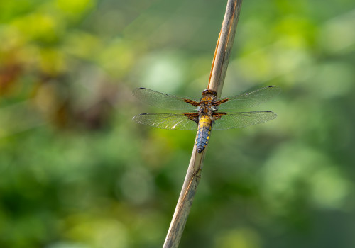 libellula depressa  la libellule deprimee  male