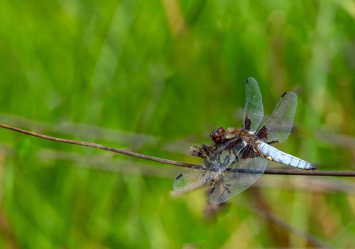 libellula depressa  la libellule deprimee  male