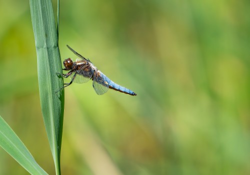 orthetrum coerulescens  orthetrum bleuissant  male