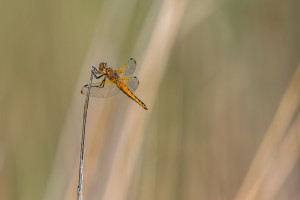 libellula fulva libellule fauve femelle libellula fulva libellule fauve femelle