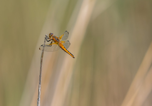 libellula fulva   libellule fauve femelle
