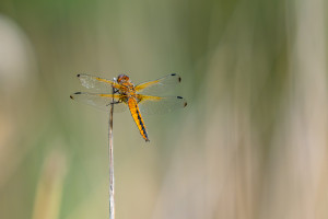 libellula fulva libellule fauve femelle libellula fulva libellule fauve femelle