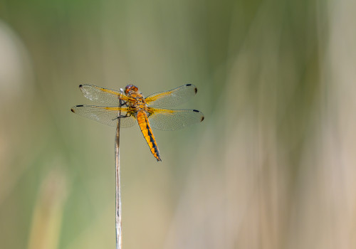 libellula fulva   libellule fauve femelle