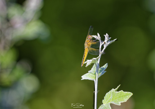 libellula fulva   libellule fauve femelle 12 dxo