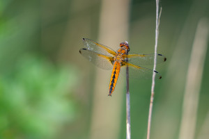 libellula fulva libellule fauve femelle libellula fulva libellule fauve femelle