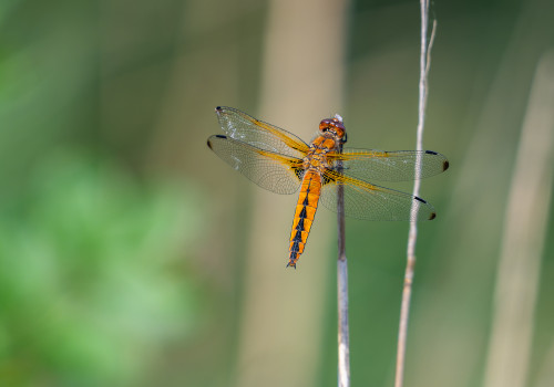 libellula fulva   libellule fauve femelle