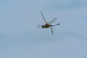 libellula fulva libellule fauve male libellula fulva libellule fauve male