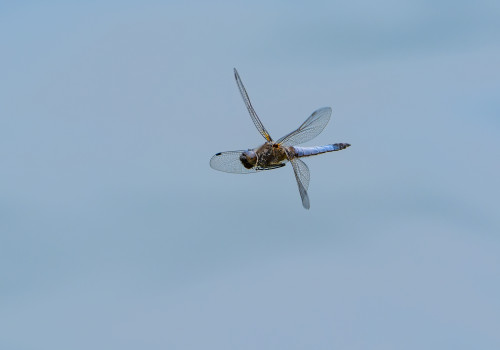 libellula fulva   libellule fauve male