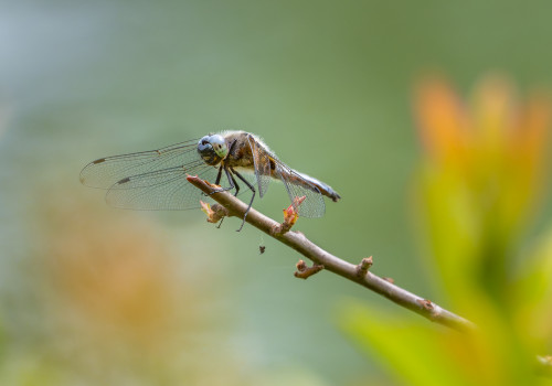 libellula fulva   libellule fauve male