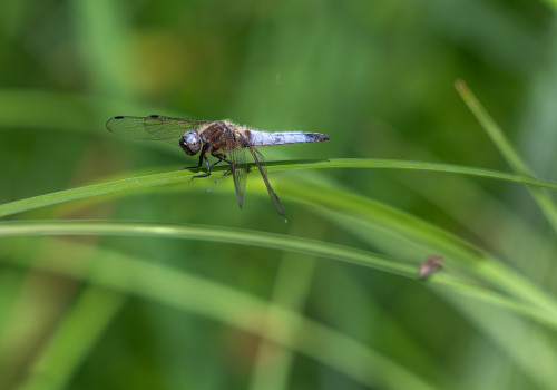 libellula fulva   libellule fauve male