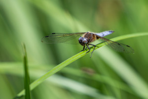 libellula fulva libellule fauve male libellula fulva libellule fauve male