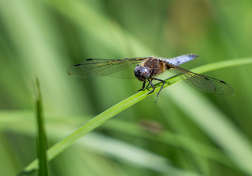libellula fulva   libellule fauve male