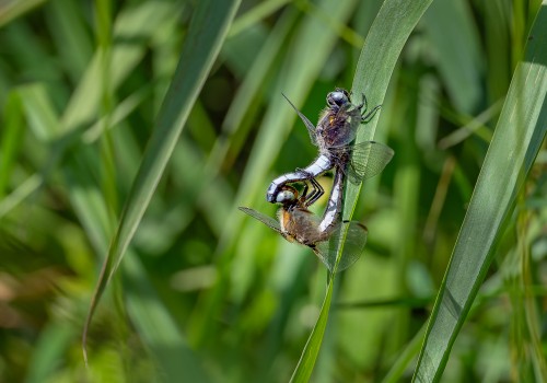 libellula fulva  la libellule fauve  couple