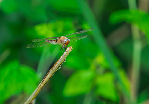 libellula fulva  la libellule fauve  femelle