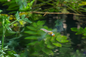 libellula fulva la libellule fauve femelle libellula fulva la libellule fauve femelle