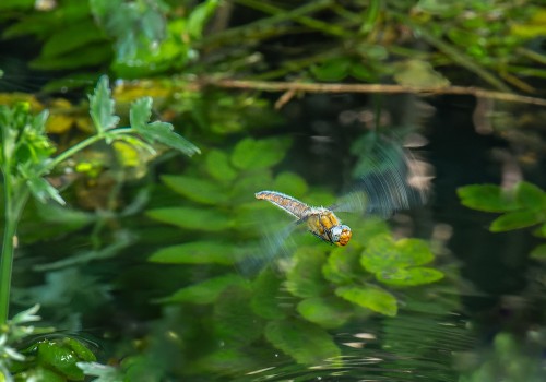 libellula fulva  la libellule fauve  femelle
