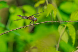 libellula fulva la libellule fauve femelle libellula fulva la libellule fauve femelle