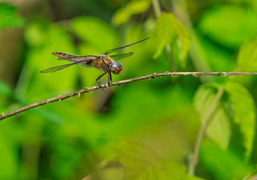 libellula fulva  la libellule fauve  femelle