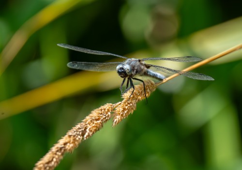 libellula fulva  la libellule fauve  male 10
