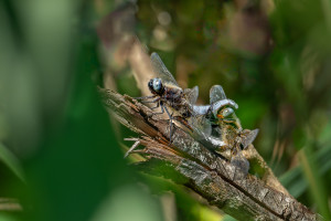 libellula fulva la libellule fauve male libellula fulva la libellule fauve male