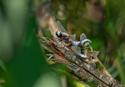 libellula fulva  la libellule fauve  male