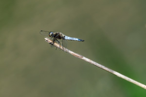 libellula fulva la libellule fauve male libellula fulva la libellule fauve male