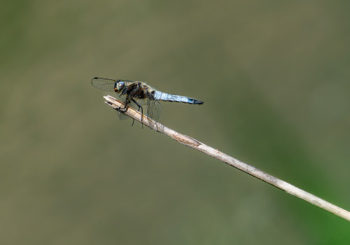 libellula fulva  la libellule fauve  male