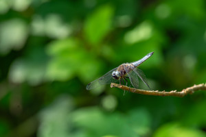 libellula fulva la libellule fauve male libellula fulva la libellule fauve male