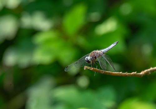 libellula fulva  la libellule fauve  male