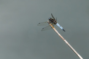 libellula fulva la libellule fauve male libellula fulva la libellule fauve male