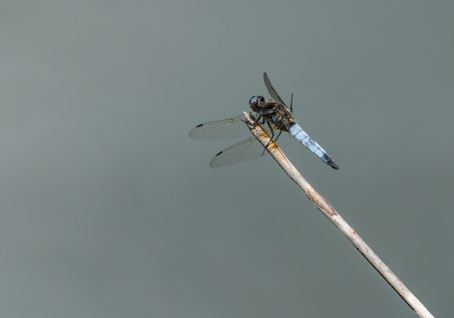 libellula fulva  la libellule fauve  male
