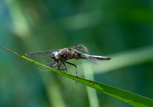 libellula fulva  la libellule fauve  male