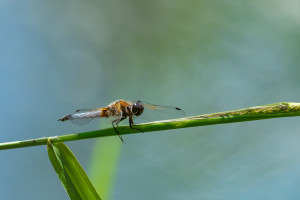 libellula fulva la libellule fauve male libellula fulva la libellule fauve male