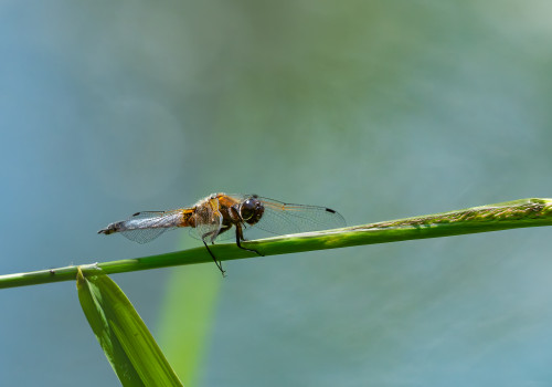libellula fulva  la libellule fauve  male