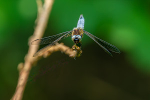 libellula fulva la libellule fauve male libellula fulva la libellule fauve male