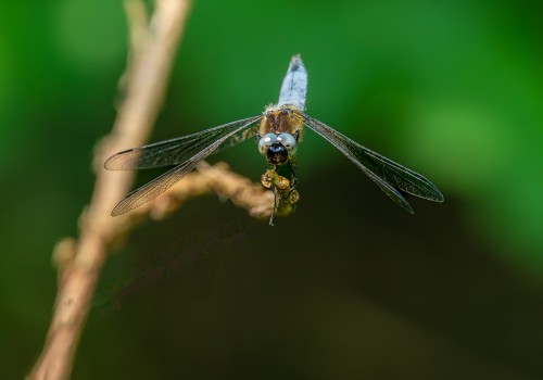 libellula fulva  la libellule fauve  male