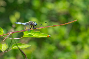 libellula fulva la libellule fauve male libellula fulva la libellule fauve male