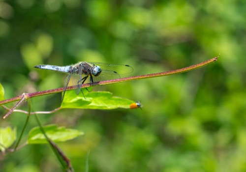 libellula fulva  la libellule fauve  male