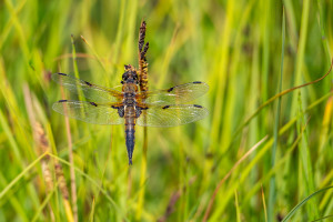 libellula quadrimaculata la libellule a 4 taches 1 libellula quadrimaculata la libellule a 4 taches 1