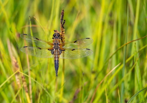 libellula quadrimaculata  la libellule a 4 taches  1