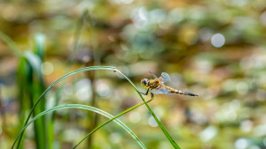 libellula quadrimaculata la libellule a 4 taches libellula quadrimaculata la libellule a 4 taches