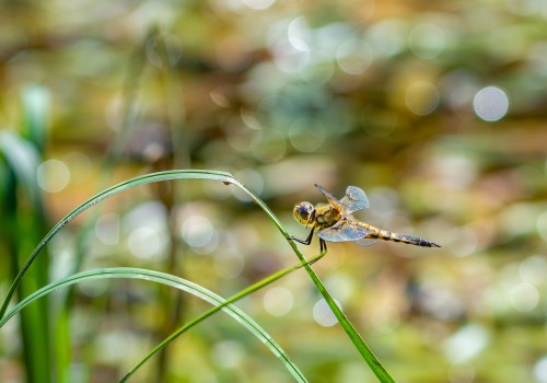 libellula quadrimaculata  la libellule a 4 taches 
