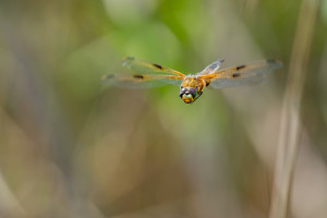 libellula quadrimaculata la libellule a 4 taches libellula quadrimaculata la libellule a 4 taches