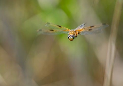 libellula quadrimaculata  la libellule a 4 taches 