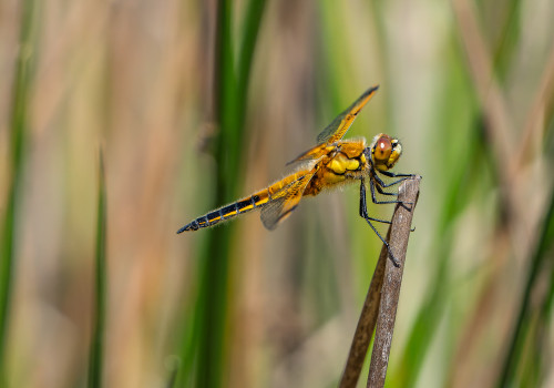libellula quadrimaculata  la libellule a 4 taches 