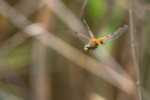 libellula quadrimaculata la libellule a 4 taches libellula quadrimaculata la libellule a 4 taches