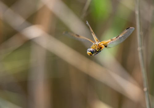 libellula quadrimaculata  la libellule a 4 taches 