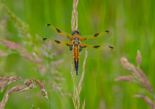 libellula quadrimaculata  la libellule a 4 taches 